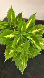 Siernetel, Enlèvement ou Envoi