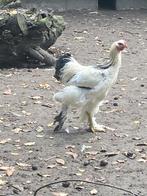 Hanen, Dieren en Toebehoren, Pluimvee, Mannelijk, Kip