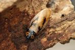 Eublaberus marajoara, Dieren en Toebehoren