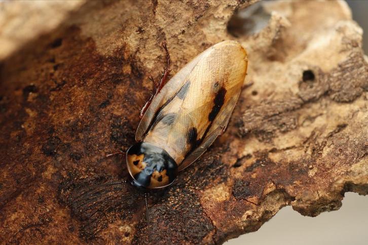 Eublaberus marajoara, Dieren en Toebehoren, Insecten en Spinnen