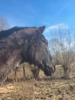 Bwp merrie, Dieren en Toebehoren, Paarden, Merrie, Met stamboom, 175 cm of meer, B
