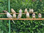 Zebravinkjes, Animaux & Accessoires, Oiseaux | Oiseaux Autre