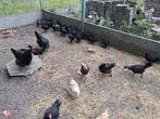 Marans kippen, Dieren en Toebehoren, Pluimvee