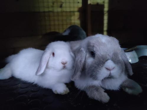 Lief minilop x NHD voedster, ingeënt, Dieren en Toebehoren, Konijnen, Dwerg, Vrouwelijk, Hangoor