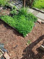 Oregano, Tuin en Terras, Planten | Tuinplanten, Ophalen, Vaste plant, Halfschaduw, Kruiden
