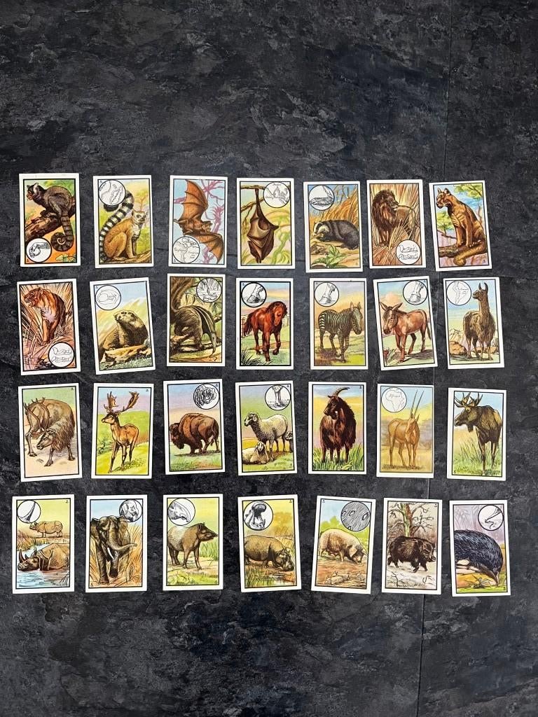 28 photos de Kwatta Zoology, Enlèvement ou Envoi