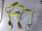3 x gewortelde Epipremnum pinnatum golden pothos stekjes, Huis en Inrichting, Ophalen, Overige soorten, Halfschaduw, Minder dan 100 cm