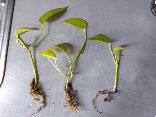 3 x gewortelde Epipremnum pinnatum golden pothos stekjes, Huis en Inrichting, Kamerplanten, Overige soorten, Minder dan 100 cm
