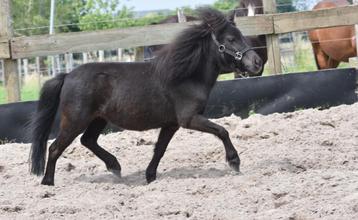3 superleuke, lieve mini ponys beschikbaar voor biedingen