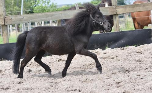 3 superleuke, lieve mini ponys, Dieren en Toebehoren, Pony's, Merrie, Niet van toepassing, A pony (tot 1.17m), Recreatiepony, Met stamboom