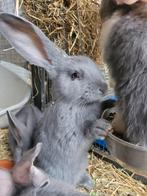 Vlaamse x Duitse reus, Dieren en Toebehoren