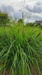 Lampenpoetsersgras (Pennisetum Alopecuroides), Ophalen, Zomer, Vaste plant, Siergrassen