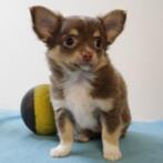 Lieve Chihuahua-puppy’s te koop (Belgisch), Dieren en Toebehoren, Honden | Chihuahua's en Gezelschapshonden, België, Handelaar