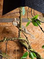 Nakweek jemen kameleons zowel mannen als vrouwen, Amfibie