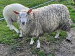 Ooien te koop enkel VROUWELIJKE schapen (Eid Al-Adha), Animaux & Accessoires, Moutons, Chèvres & Cochons, Mouton, Femelle, 0 à 2 ans