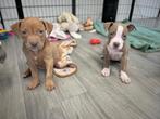 Amerikaanse Stafford pups, Dieren en Toebehoren, Honden | Jack Russells en Terriërs, België, CDV (hondenziekte), 8 tot 15 weken