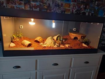 Groot terrarium beschikbaar voor biedingen