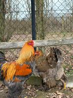 Brahma, patrijs, Dieren en Toebehoren, Pluimvee, Meerdere dieren, Kip
