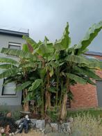 Banaan plant musa bajoo, Ophalen, Winter