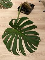 Monstera Deliciosa (Gatenplant), Ophalen of Verzenden