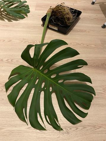 Monstera Deliciosa (Gatenplant) beschikbaar voor biedingen