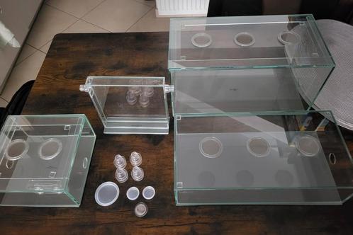 Set mierenboerderij nest + arenas glas, Dieren en Toebehoren, Reptielen en Amfibieën | Toebehoren, Zo goed als nieuw, Ophalen of Verzenden