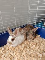 Dwergkonijnen, Plusieurs animaux, Nain, 0 à 2 ans