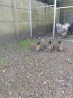 Poules perdrix argentées et dorées Brahma à partir de 7€, Animaux & Accessoires