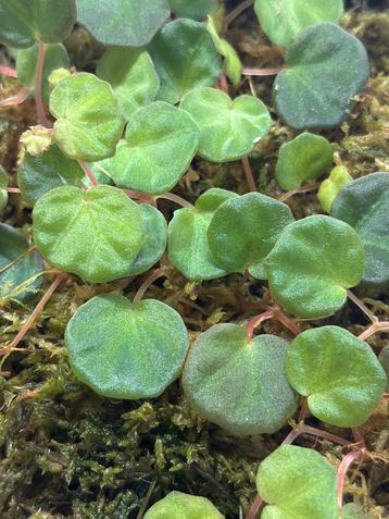 Begonia lichenora beschikbaar voor biedingen