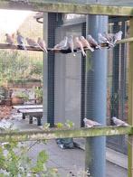 Diamantduif, Dieren en Toebehoren