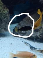 Malawi chicliden, Dieren en Toebehoren, Vissen | Aquariumvissen