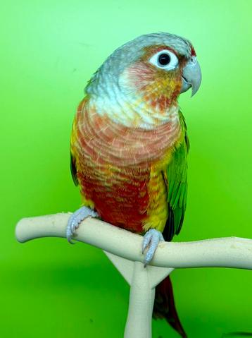 2 Molina-parkieten (Pyrrhuras) beschikbaar voor biedingen