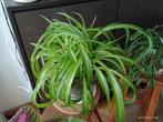 Plante verte interieur Chlorophytum en pot terre cuite, Maison & Meubles, Plantes d'intérieur, Ombre partielle, En pot, Plante verte
