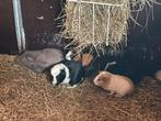 Cavia