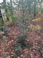 Hulst, Tuin en Terras, Ophalen, Hulst, 100 tot 250 cm