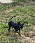 Dwergpinscher pups, Autres races, Plusieurs, Parvovirose, Belgique