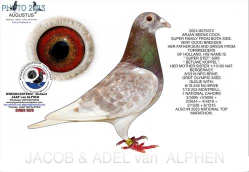 Postduif Arjan Beens M, Dieren en Toebehoren, Vogels | Duiven, Postduif