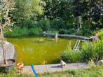 Gezocht gratis vissen en zuurstofplanten voor in vijver, Vis, Zoetwatervis