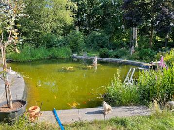 Gezocht gratis vissen en zuurstofplanten voor in vijver beschikbaar voor biedingen