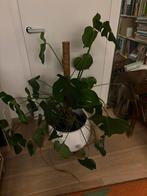 Volwassen monstera plant, Groene kamerplant, Ophalen, 100 tot 150 cm