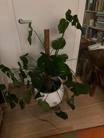 Volwassen monstera plant beschikbaar voor biedingen