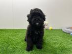 Kruising Poedel pups, België, 8 tot 15 weken, CDV (hondenziekte), Meerdere