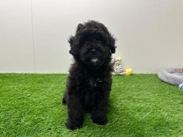Kruising Poedel pups beschikbaar voor biedingen