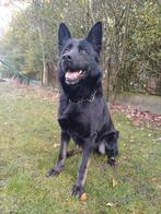 Duitse herder pups MET stamboom, Dieren en Toebehoren, Honden | Herdershonden en Veedrijvers, België, Fokker | Hobbymatig, 8 tot 15 weken