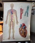 Système circulatoire : tableau mural médical ancien, Enlèvement, Nature et Biologie