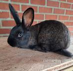 Konijntjes, Dieren en Toebehoren, Konijnen