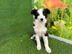 Border Collie pups - kleur Zwart en wit, Dieren en Toebehoren, Honden | Herdershonden en Veedrijvers, CDV (hondenziekte), Meerdere