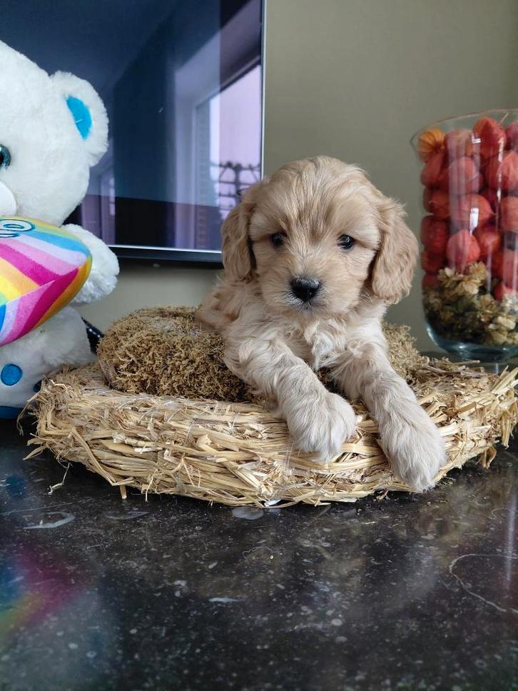 CAVAPOO, Dieren en Toebehoren, Honden | Niet-rashonden, Klein, Meerdere dieren, Fokker | Professioneel, Meerdere, België, 8 tot 15 weken