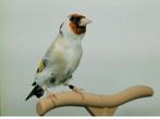 distelvink, Dieren en Toebehoren, Vogels | Overige Vogels, Meerdere dieren, Geringd