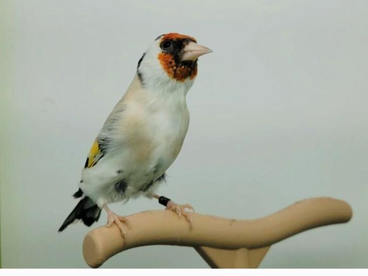 distelvink, Dieren en Toebehoren, Vogels | Overige Vogels, Meerdere dieren, Geringd
